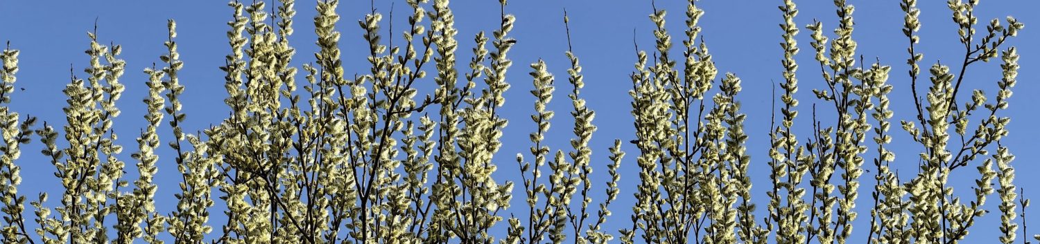 Evangelische Pfarrgemeinde A. & H.B. Hallein