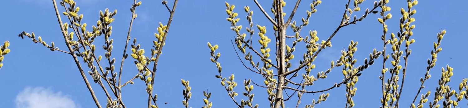 Evangelische Pfarrgemeinde A. & H.B. Hallein